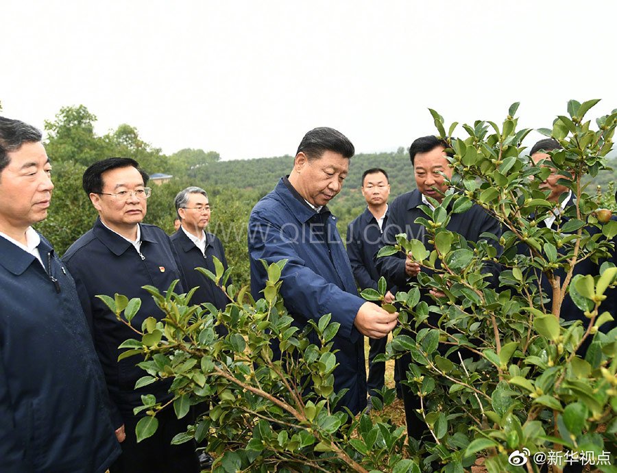 光山油茶籽榨油設(shè)備，山茶籽油榨油機廠家(圖1)