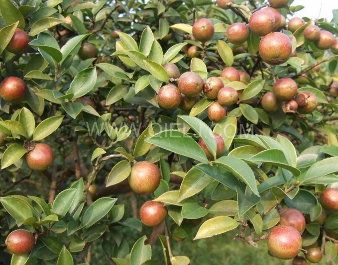 茶籽油壓榨設(shè)備認(rèn)準(zhǔn)企鵝機(jī)械，性能穩(wěn)定操作便利(圖1)